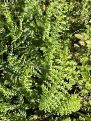 Filipendula vulgaris