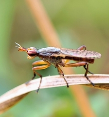 Dichetophora