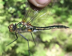 Cordulia aenea aenea