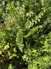 Filipendula vulgaris
