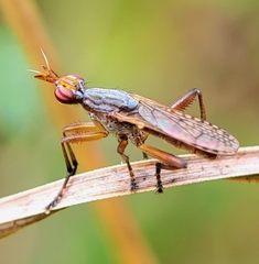 Dichetophora