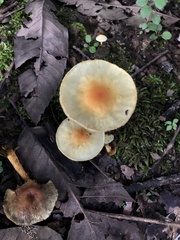 Hypholoma