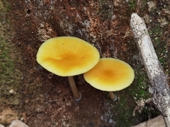 Pluteus leoninus