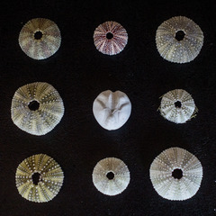Psammechinus miliaris