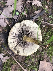 Hypholoma