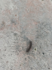 Creatonotos transiens