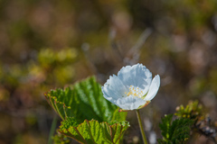 Rubus chamaemorus