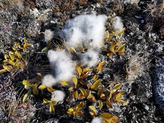 Salix arctica