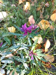Trifolium lupinaster