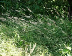 Calamagrostis purpurea