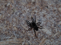 Lycosidae