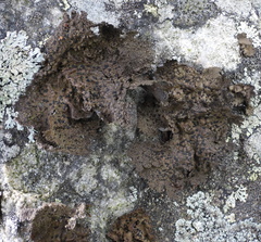 Umbilicaria torrefacta