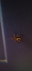 Hasarius adansoni