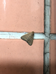 Lepidoptera