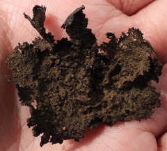Umbilicaria torrefacta