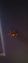 Hasarius adansoni