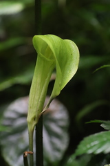 Arisaema mildbraedii