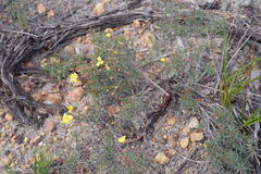 Hibbertia acerosa