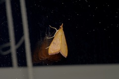 Uresiphita reversalis