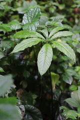 Arisaema mildbraedii