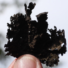 Umbilicaria torrefacta