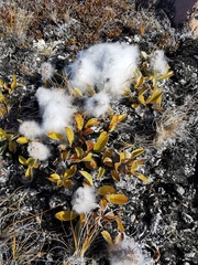 Salix arctica