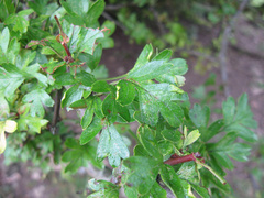 Phyllocoptes goniothorax