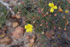 Hibbertia acerosa
