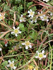 Leptospermum polygalifolium