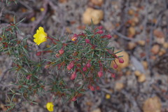 Hibbertia acerosa
