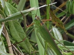 Phaneroptera nigroantennata