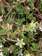 Leptospermum polygalifolium