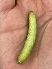 Smerinthus ocellata