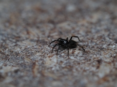Lycosidae