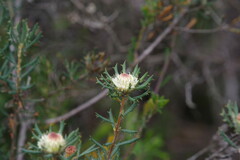 Banksia carlinoides