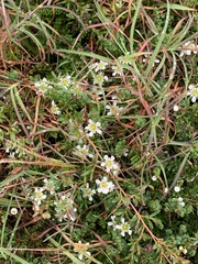 Leptospermum polygalifolium
