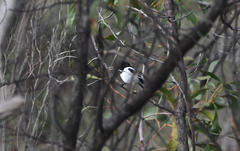 Melanodryas cucullata