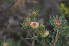 Banksia carlinoides
