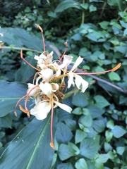 Hedychium