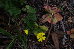 Hibbertia mylnei