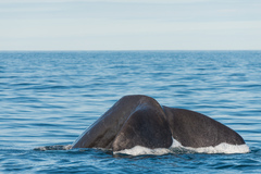 Physeter macrocephalus