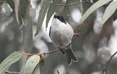 Melithreptus lunatus