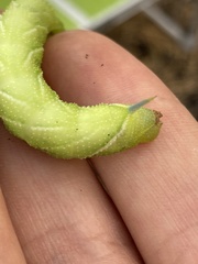 Smerinthus ocellata