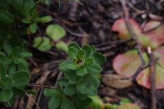 Hibbertia mylnei
