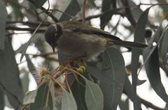 Melithreptus brevirostris