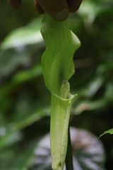 Arisaema mildbraedii