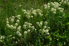 Lepidium draba