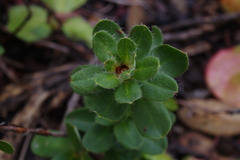Hibbertia mylnei