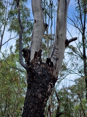 Corymbia tessellaris