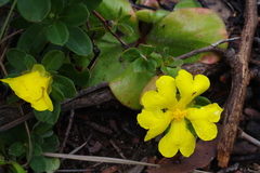 Hibbertia mylnei